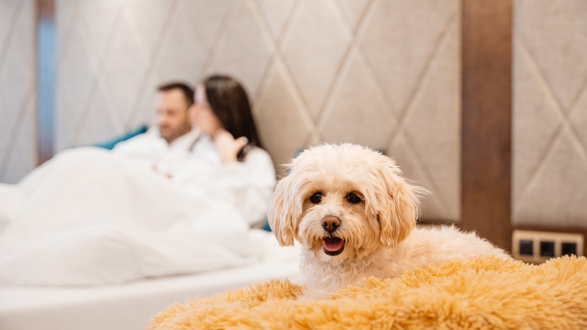 Hunde im Hotel im Zillertal? Ja, klar! Hunde im Hotel im Zillertal? Ja, klar!