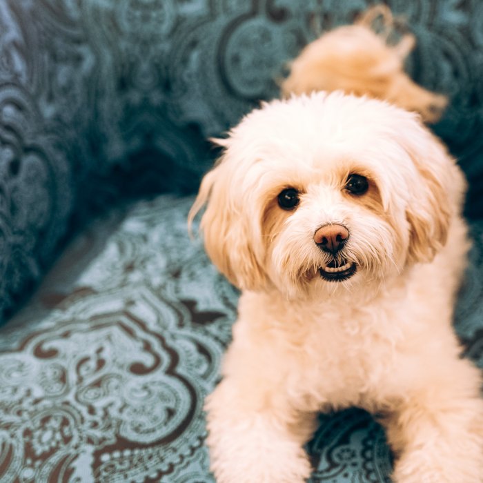 Hunde im Hotel im Zillertal? Ja, klar! Hunde im Hotel im Zillertal? Ja, klar!